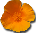  California flower